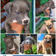 🐾 PITBULL HEMBRAS BETTY MASCOTAS WHAT'SAPP 52506841 🐾 - Img 57541489