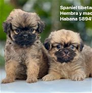 Cachorros de spaniel tibetano hembras y machos - Img 45898173