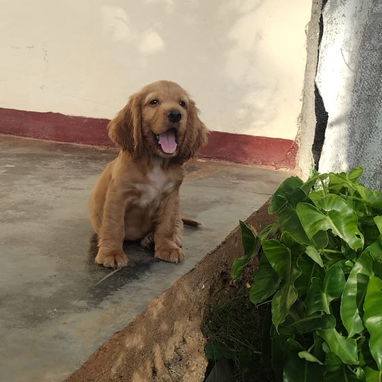 Cachorro Cocker Spinel - 2/8