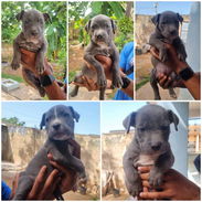 💜💜💜* 🐶 PITBULL AZUL  AMBOS SEXOS VARIEDAD DE COLORES WHATSAPP  58746643... 💜💜💜. - Img 54509103