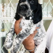 😍 HERMOSO CACHORRO COCKER INGLÉS 😍 - Img 56112177