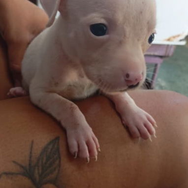Cachorra Pitbull blanca - Img 123260538