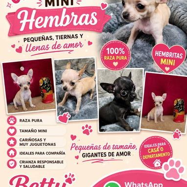 🐶 BETTY MASCOTAS 🐾 Cachorros disponibles 🐾 WHAT'SAPP 52506841 🐶 - Img 124780103