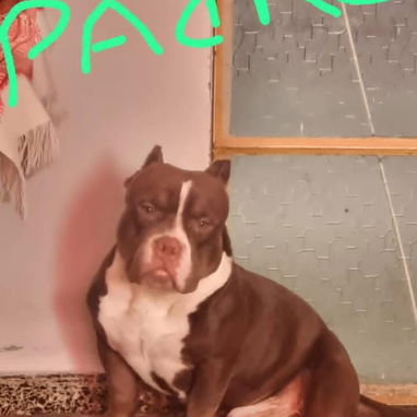 PITBULL hembras CON PADRE BULLY Y MADRE PITBULL,en 200 USD o equivalente,TENGO MENSAJERÍA,tienen 55 días y desparacitada - 10/10