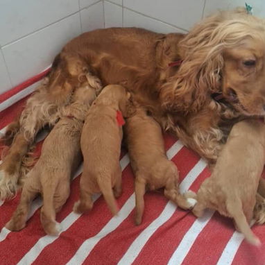 Vendo cachorros de Cocker Spaniel - Img 124896966