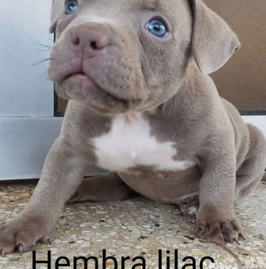 AMÉRICAN BULLY Pocket,hembras en 650 y machos en 600 USD,de 50 días,desparacitado,TENGO MENSAJERÍA,con contrato y collar - Img 98343356