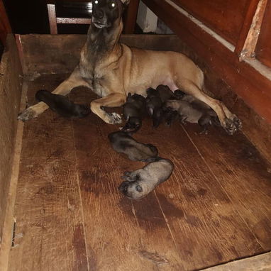 Pastores belga malinois - 3/3