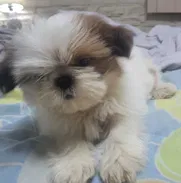 Cachorrita de Shih tzu de 70dias de nacida hija de padres con certificado de pedegri, vacunada y desparasitado al 100% - Img 50917319