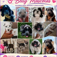 (((( RAZAS CANINAS PARA ELEGIR BETTY MASCOTAS WHATSAPP 52506841 )))) - Img 49373122