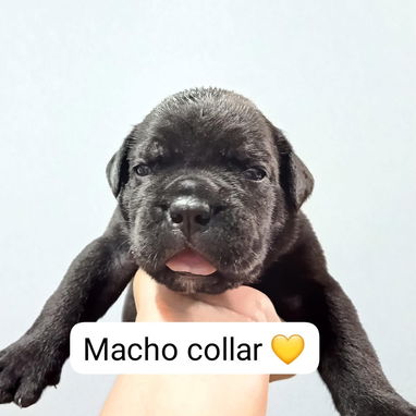 CANE CORSO CON PEDIGREE - Img 125280196