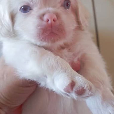 Lindos cachorros.pequine.pitbull.pastor aleman pastor belga  malinoe.chihuahua.labrador cocker.yorky.bulldog frances. - Img 125228105