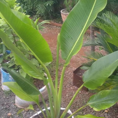 Servicio de jardinería 👩🏼‍🌾 - Img 125531586