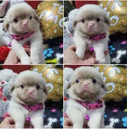(((( SPANIEL TIBETANOS  ALBINOS AMBOS SEXOS BETTY MASCOTAS WHATSAPP 52506841 )))) - Img 49191219