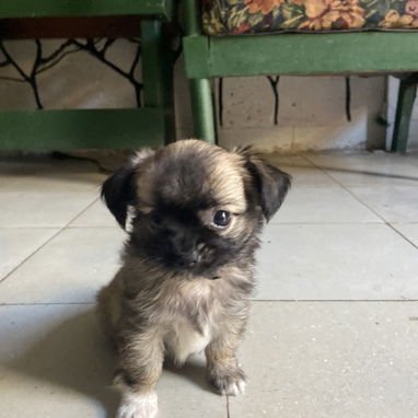 Pequine ligado con chiwawa - Img 124620156