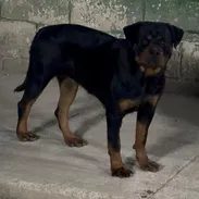 Vendo cachorras de rottweiler - Img 55848025
