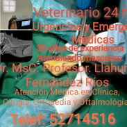 Veterinario - Img 56566705
