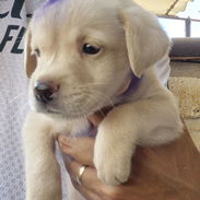 Cachorros de labrador retriever - Img 58258368