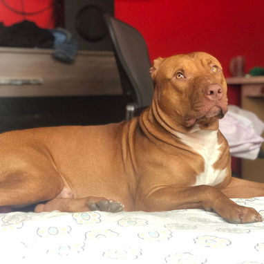 Busco novia . Pitbull&stafford 85lbs Cumple 6 años este 30 junio. 54633692 Abel - Img 120587595