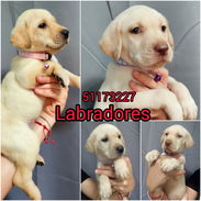 Bellos cachorros - Img 55973857