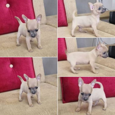 💜💜💜* 🐶¿BUSCAS UN CACHORRO?* TE AYUDAMOS A ENCONTRAR TÚ FIEL COMPAÑERO WHATSAPP 58746643 💜💜💜. - Img 122998767