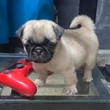 🐾✨ PUG HEMBRITA EN BUSCA DE SU NUEVO HOGAR WHATSAPP 58746643✨🐾 - 6/10
