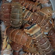Mariscos frescos - Img 54739900