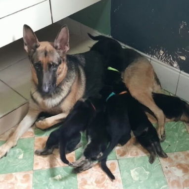 Se venden cachorros de Pastor Alemán, somos de boyeros!!! - 4/5