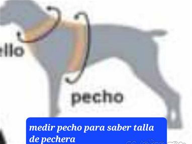 Pechera - Img 68409668