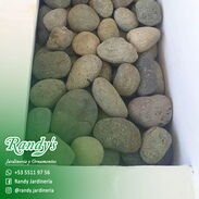 Venta de Piedras Chinas Pelonas » RANDY'S Jardinería y Ornamentos - Img 45360542