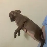Cachorros de pitbull - Img 55699796