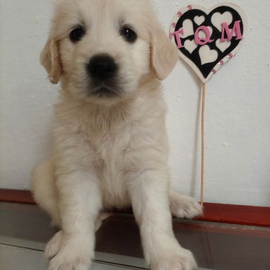 GOLDEN RETRIEVER,machos,en 250 USD o equivalente,TENGO MENSAJERÍA,tienen 45 días y están desparacitados - Img 123692909