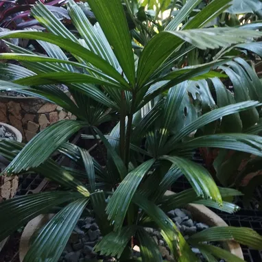 Plantas y servicios de Jardineria - Img 118359582