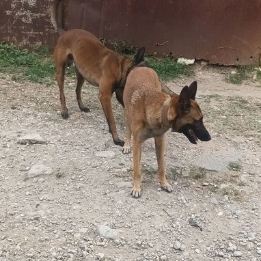 CACHORROS BELGA MALINOIS - Img 124160581