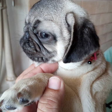 PUG CARLINO,hembra,en 450 USD o equivalente,TENGO MENSAJERÍA,tienen 5 meses,2 VACUNAS PUESTAS y con historia clínica - Img 124411322