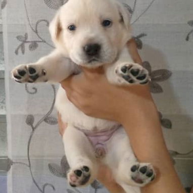 ((( LABRADOR RETRIEVER HEMBRAS EN PRÓXIMA VENTA BETTY MASCOTAS WHATSAPP 52506841 )))) - Img 123031188
