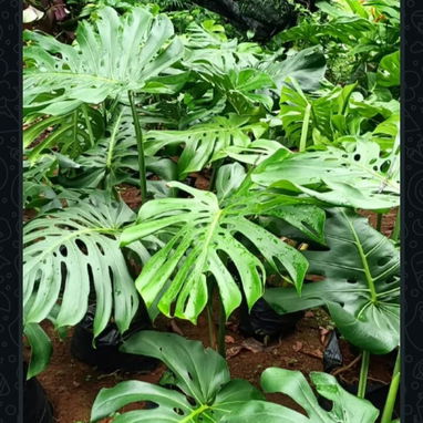 🪴🪻Plantas,posturas, y mucho más para tus espacios ✨️ - 7/8