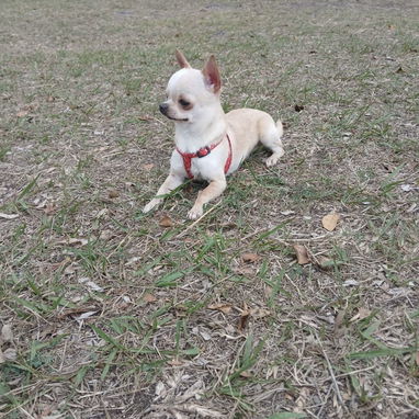 Chihuahua hembra cabeza de manzana de 5 meses - 8/9