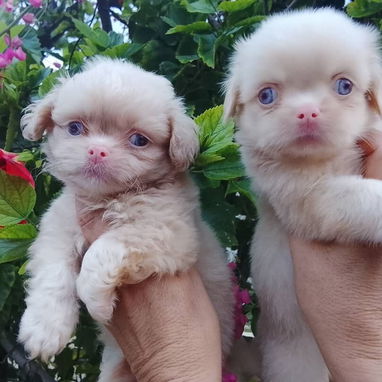 🐶✨ 🐾 SPANIEL TIBETANOS MACHITOS  🐾   BETTY MASCOTAS WHATSAPP 52506841 ✨🐶 - 3/10