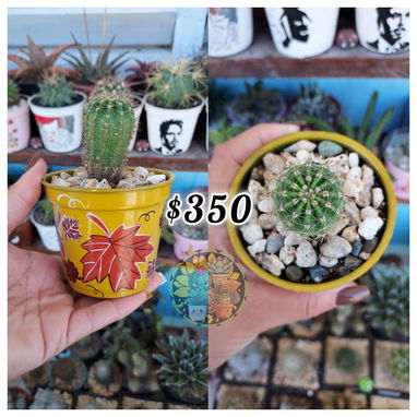 Cactus y suculentas en macetas decoradas a mano - 9/10