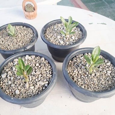 Vendo adenium. - Img 121357149