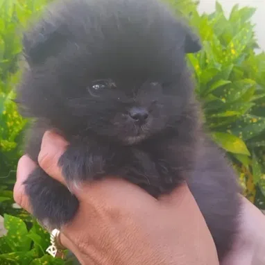 ((( POMERANIA MACHO VACUNADO EN VENTA EXCELENTES PADRES WHATSAPP 58746643 ))) - Img 120559489