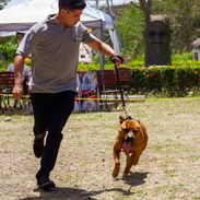Adiestramiento canino - Img 54807899