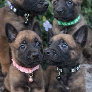 PASTORES BELGA MALINOIS - Img 55660669