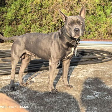 Cachorros de pitbull - Img 121877500