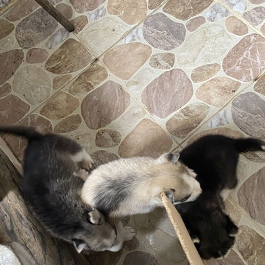 Cachorros de husky - 5/6