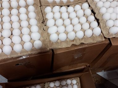 Cartones de huevo 2900 cup en venta Vibora .10 de octubre 59733155 - Img main-image