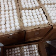 Cartones de huevo 2900 cup en venta Vibora .10 de octubre 59733155 - Img 45601652