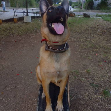 Adiestramiento canino - Img 118693961