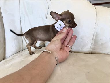 Chihuahua hembra chocolate - Img 69087611