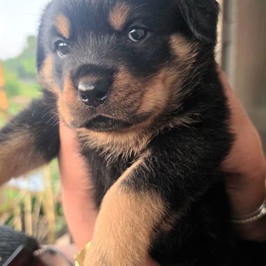 ROTTWEILLER DE Alta Raza - Img 125171497
